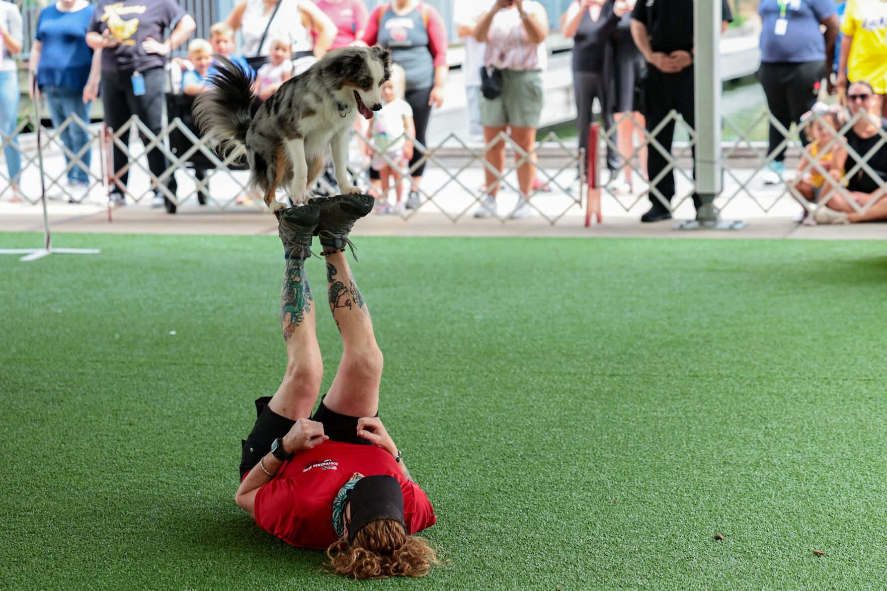 Purina dogs showcase skills at Union Station